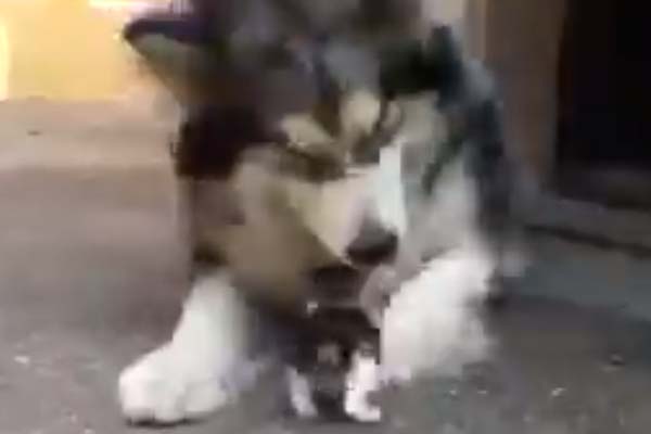 Gattino che gioca con un husky