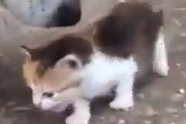 Gattino che gioca con un husky