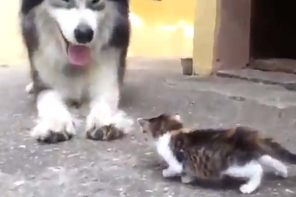 Gattino che gioca con un husky