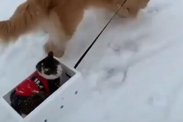 Gattino su uno slittino trainato da un cane