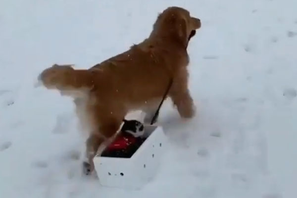 Gattino su uno slittino trainato da un cane