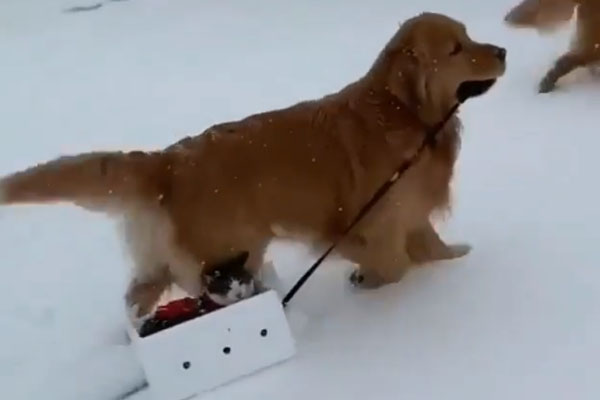 Gattino su uno slittino trainato da un cane