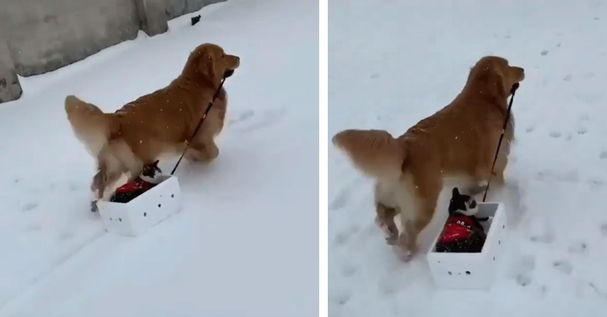 Gattino su uno slittino trainato da un cane: il video virale