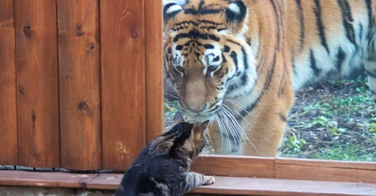 Gatto amico di una tigre: il video del loro incontro