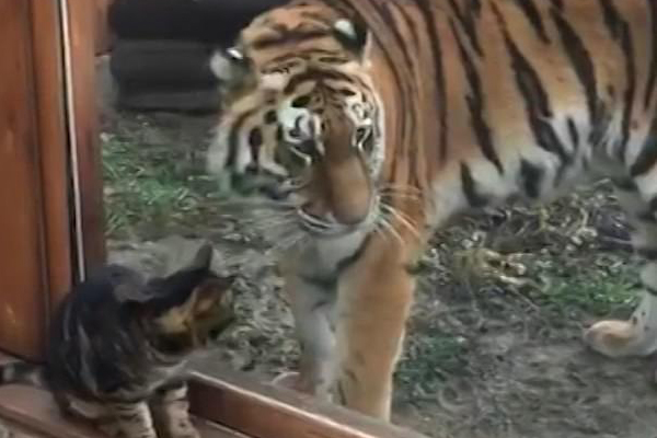 Gatto con una tigre