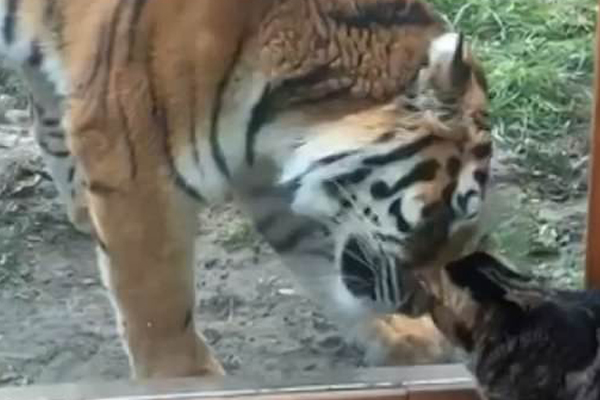 Gatto con una tigre