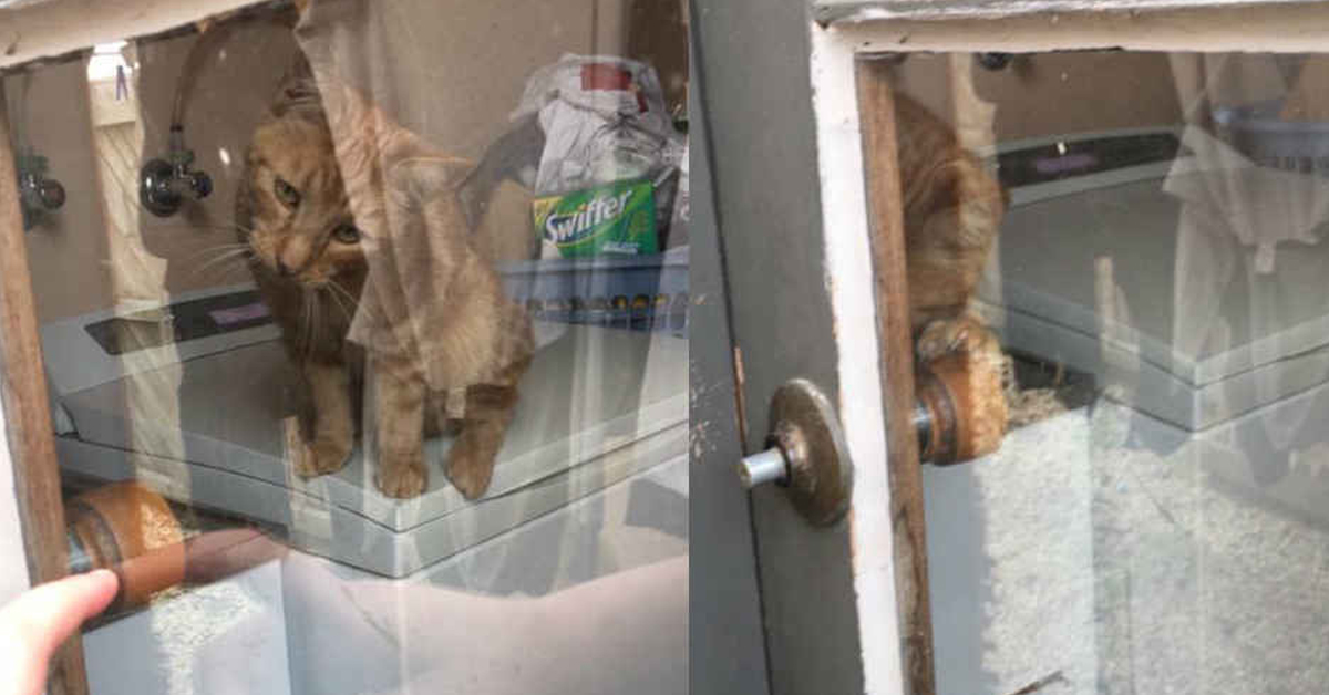 Gingee, il gatto che ha aiutato la proprietaria chiusa fuori di casa
