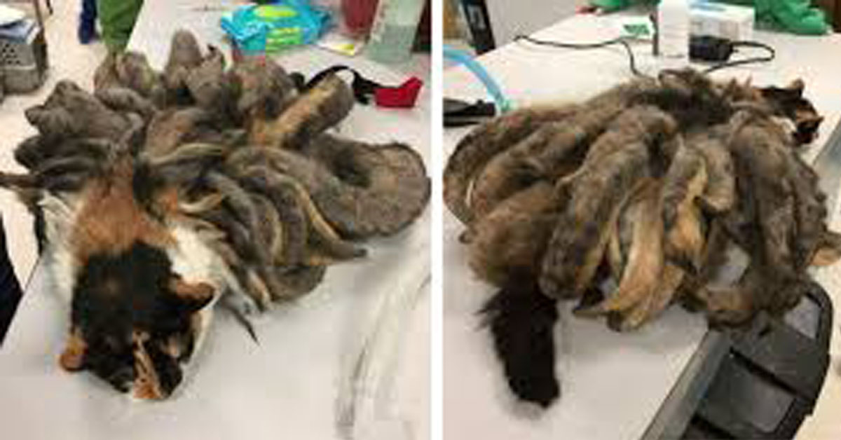 Hidey, il gatto rimasto incastrato nel suo pelo