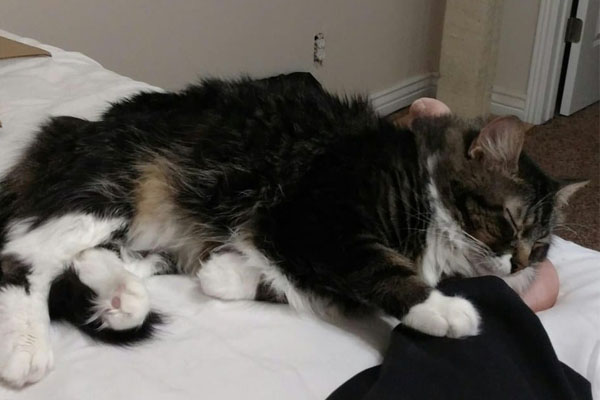 Gatto che dorme