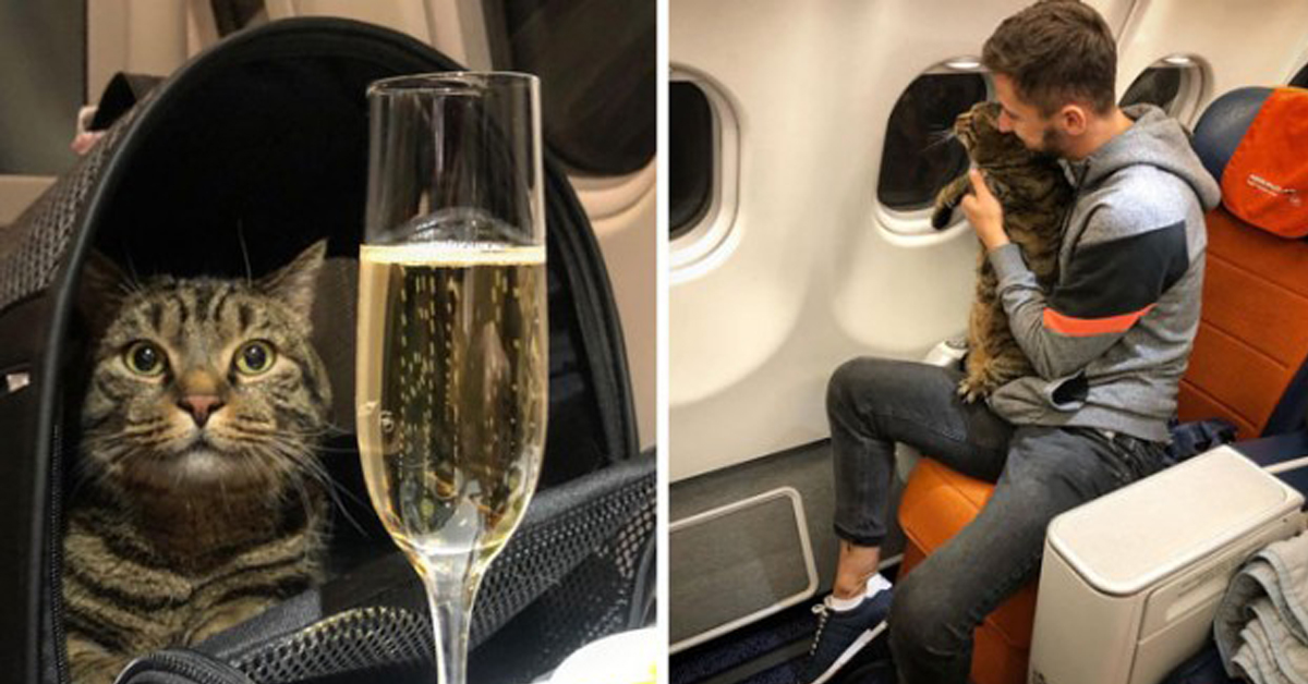 Il gatto Viktor non poteva salire in aereo per il suo peso: il proprietario escogita un piano