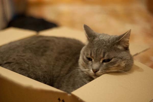 Gatto dentro una scatola