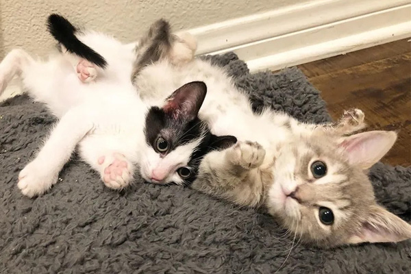 Due gatti che giocano