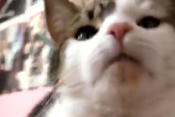 Gatto che osserva