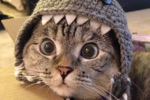 Gatto con un cappellino