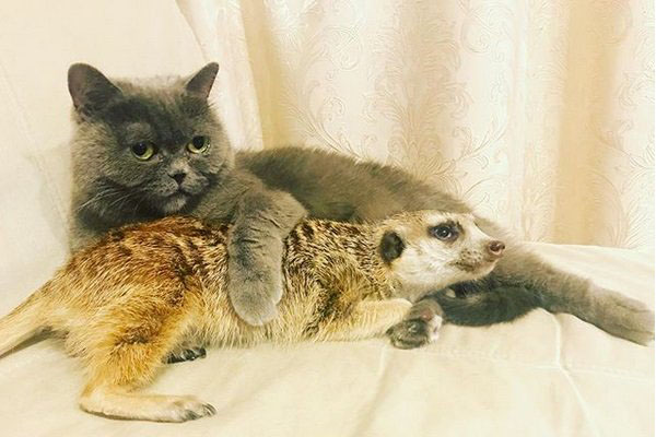 Un gatto con un suricato
