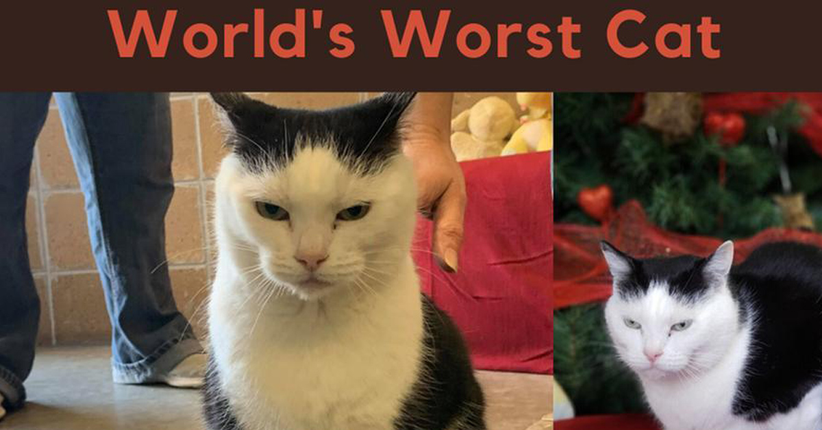 Perdita, il gattino “peggiore” del mondo è pronto per essere adottato