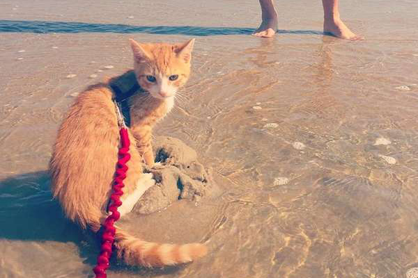 Gatto in spiaggia
