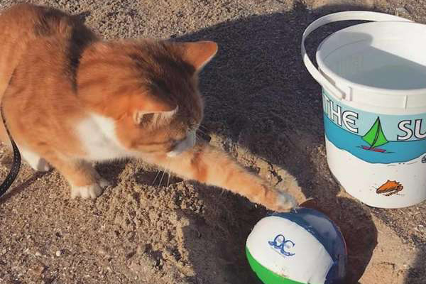 Gattino che gioca in spiaggia