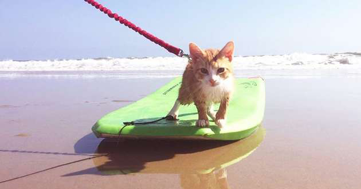 Pip Pip, il gatto che vuole fare il surfista: il video