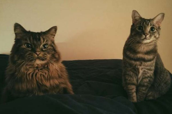 Due gatti che osservano