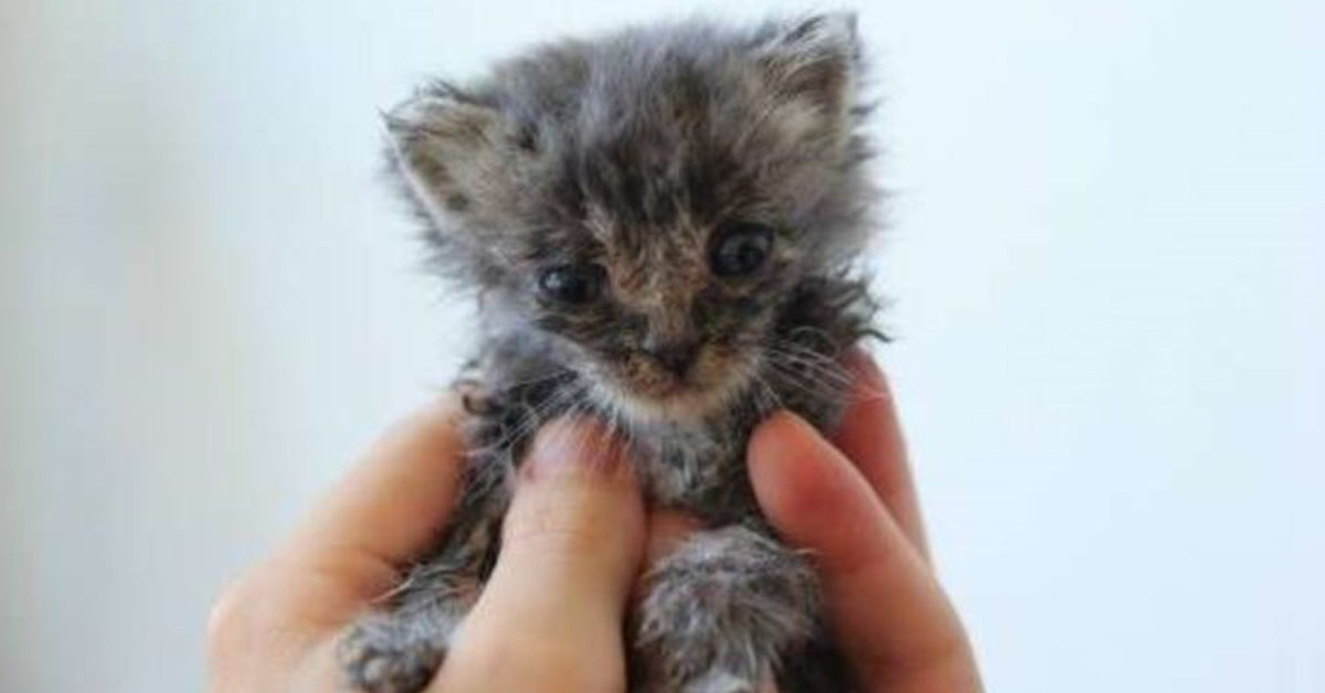 Pipino, il gattino salvato in condizioni terribili che è finalmente felice