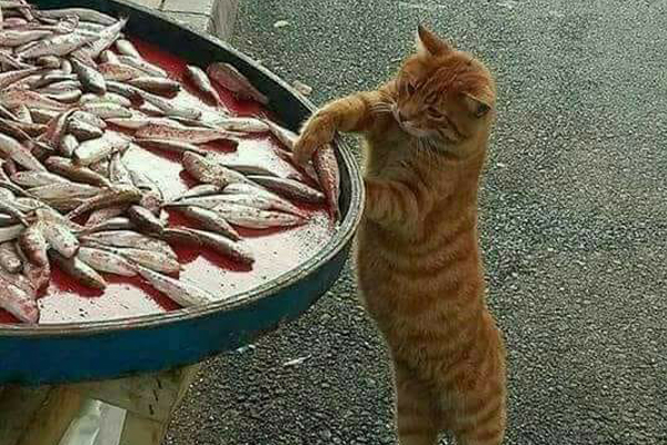 Gatto che ruba un pesce