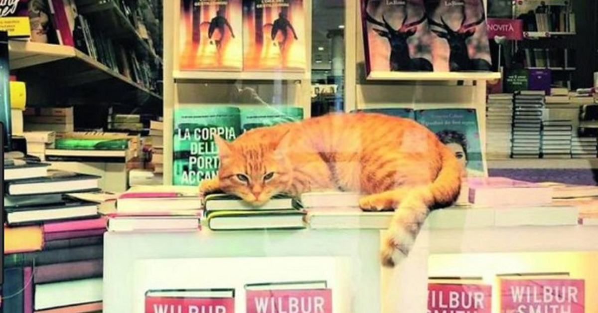 Gatto in una libreria