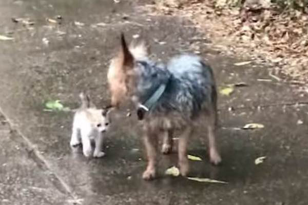 Gattino con un cane