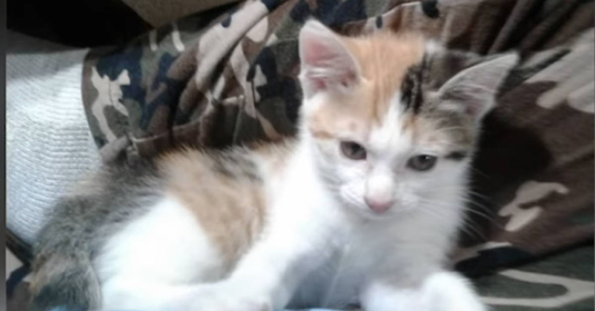 Sheba, il gattino che ha trovato una famiglia grazie ad un cagnolino