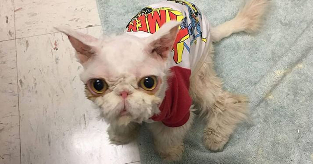 Sinbad, il gatto che era rimasto incastrato nel suo pelo: la sua trasformazione