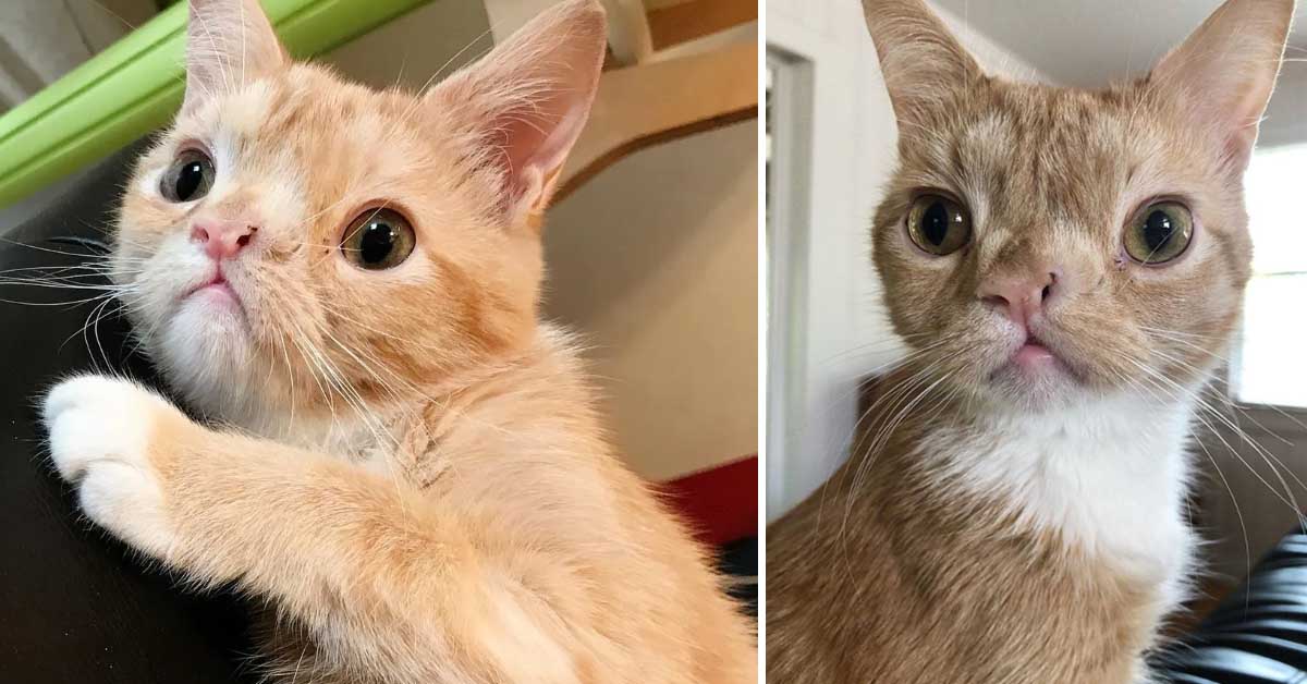 Smush, il gattino star di Instagram che aiuta gli animali meno fortunati (video)