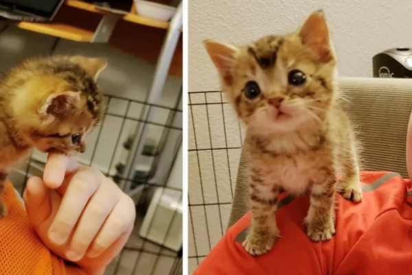 Gattino con un bambino
