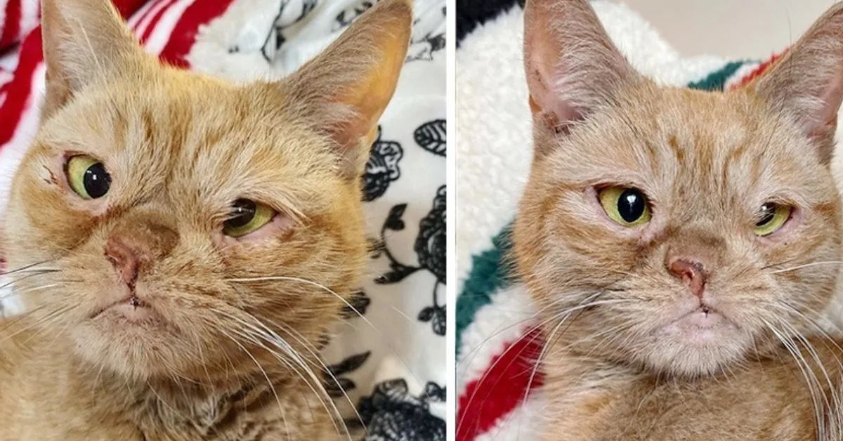 Toast, il gatto con una sola narice che vuole essere felice