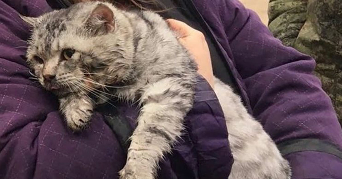 Tyson, il gatto salvato in extremis da una casa in fiamme