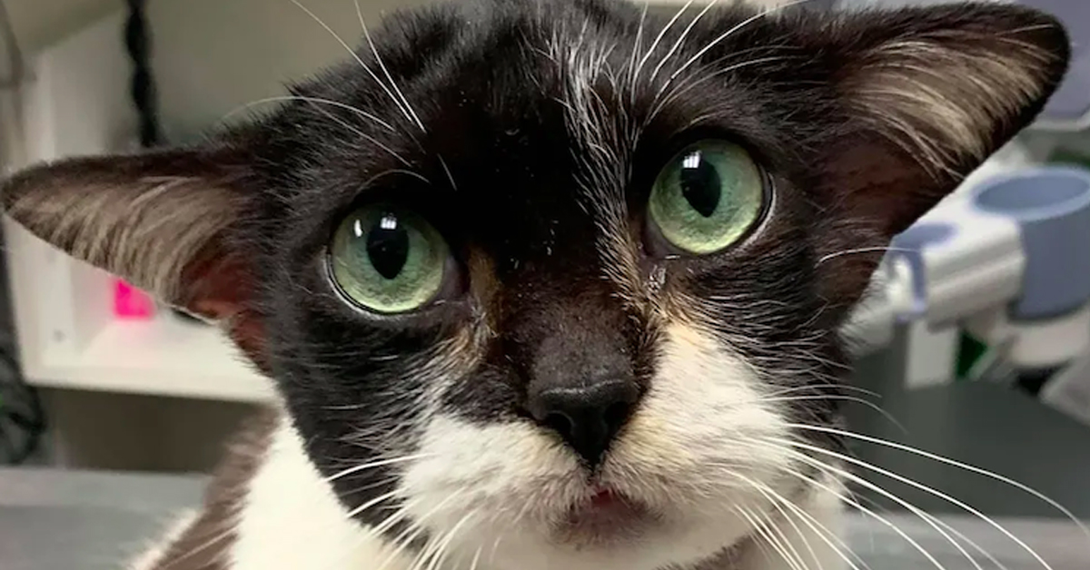 Yoda, la gattina salvata da un triste destino che ora vuole essere felice