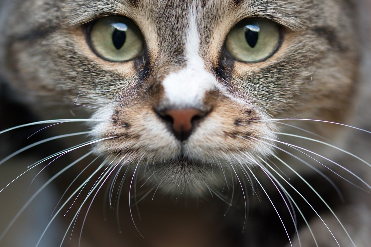 Alimentazione naturale del gatto: come e cosa dovrebbe mangiare il tuo felino