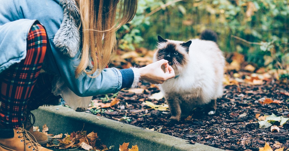 Gatti: possono mangiare le acciughe?