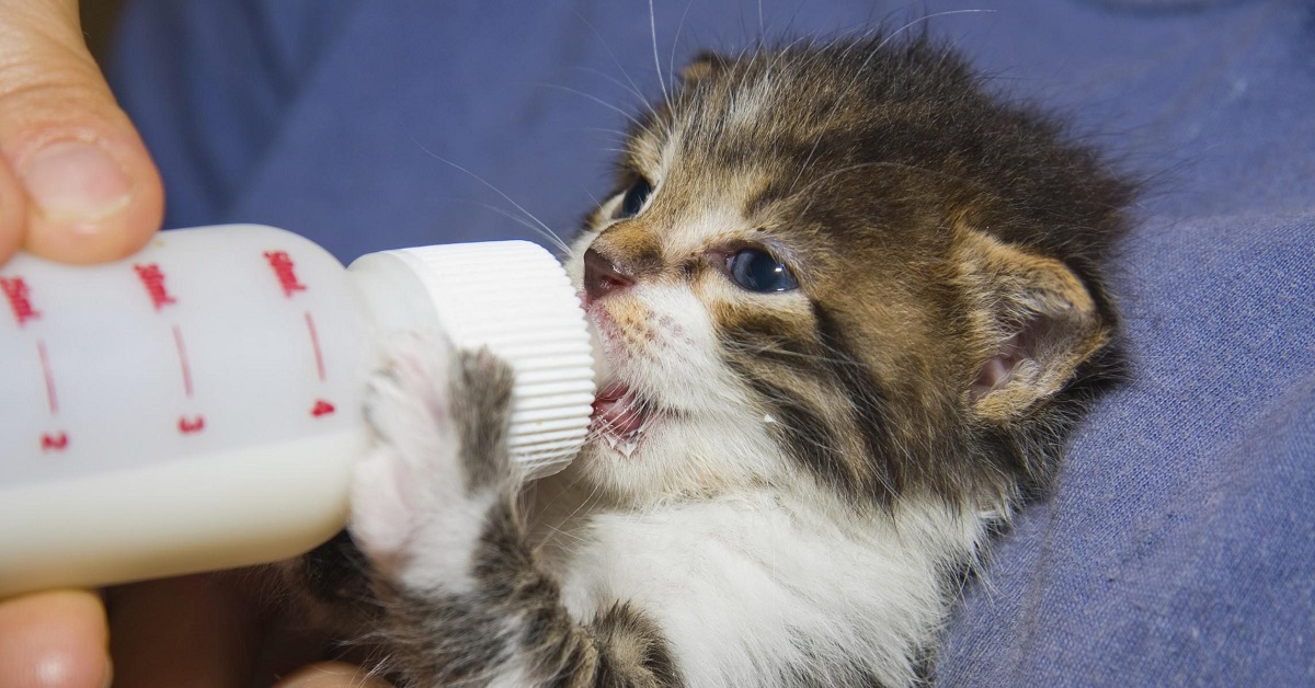 Balie per gattini: l’Enpa dà il via al corso