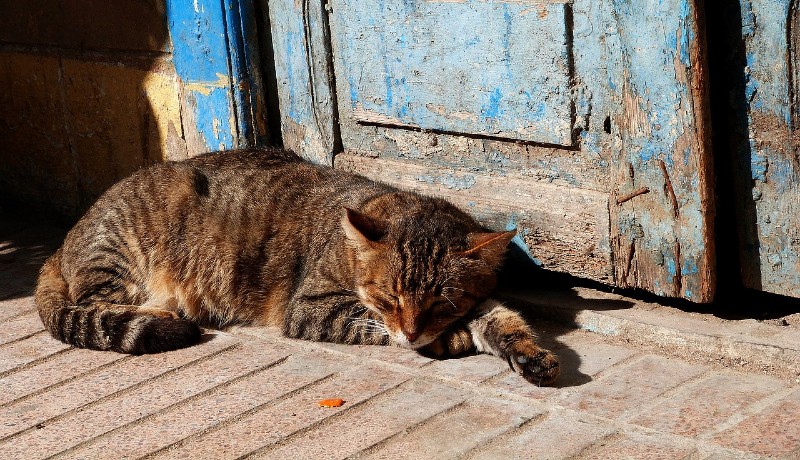 Gatto soriano