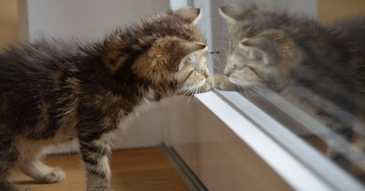 Perché i gatti graffiano gli specchi
