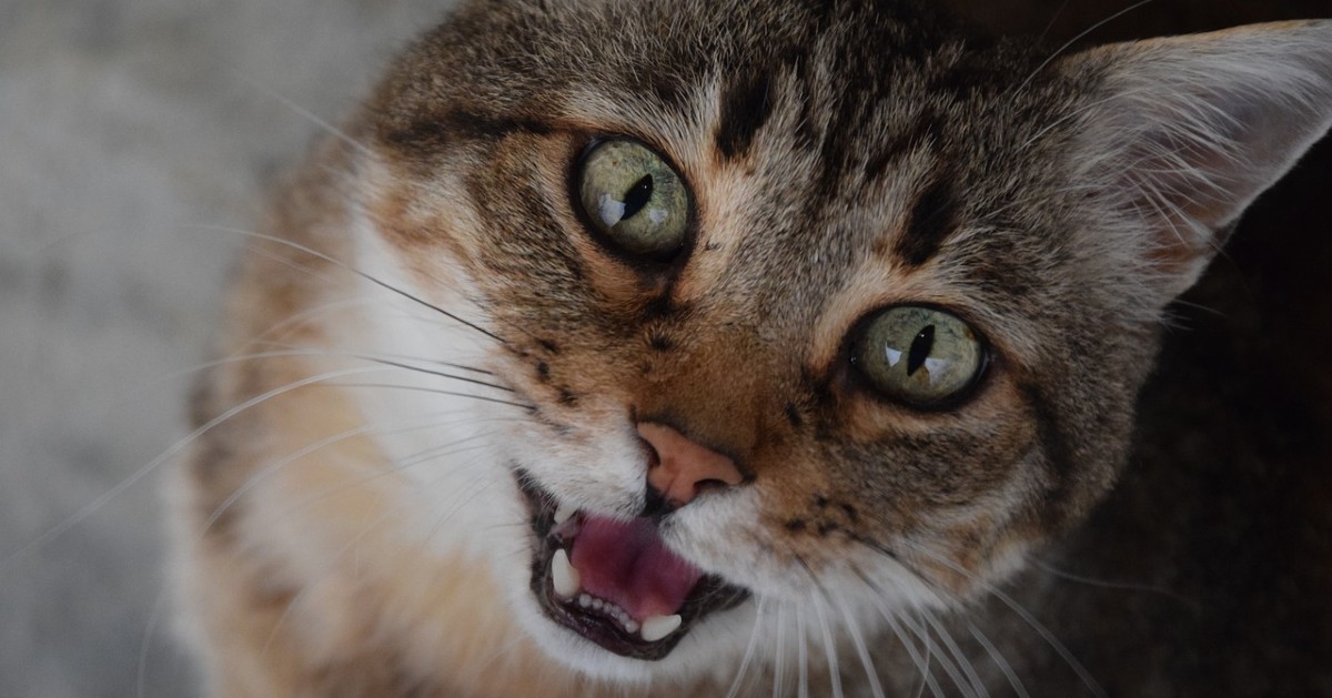 Perché i gatti miagolano di notte