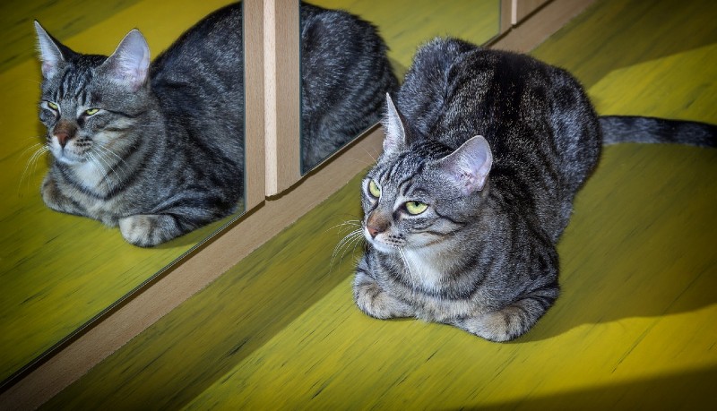Gatto e specchio