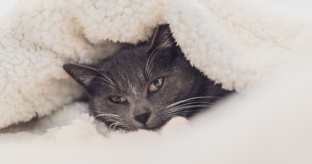 Perché i gatti cercano il caldo, curiosità e soluzioni
