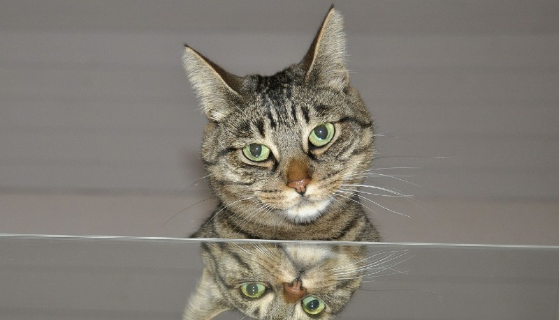 Gatto e specchio