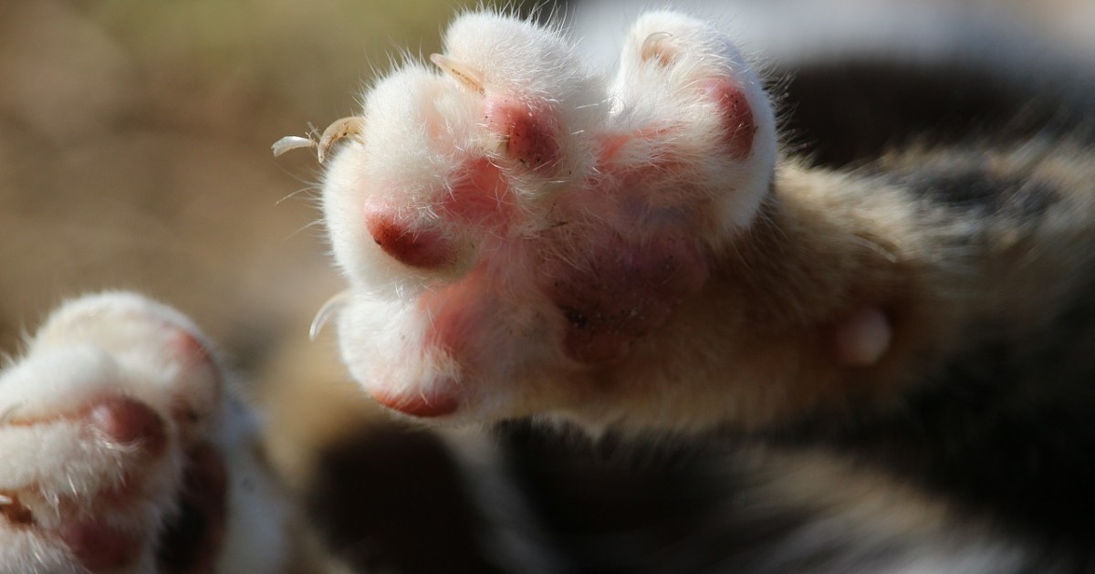 Gatto e Coronavirus, come disinfettare le zampe di Micio