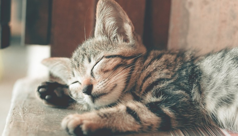 Gatto e sonno