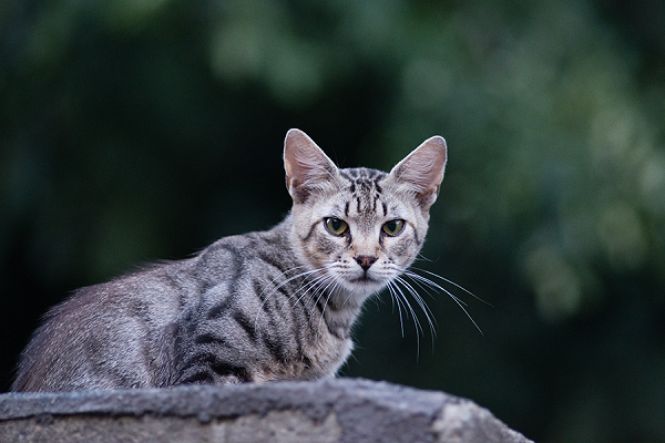 gatto randagio