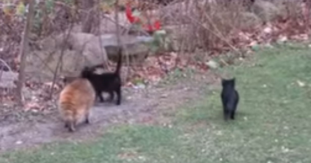 Gatti fanno da guardie del corpo a procione cieco