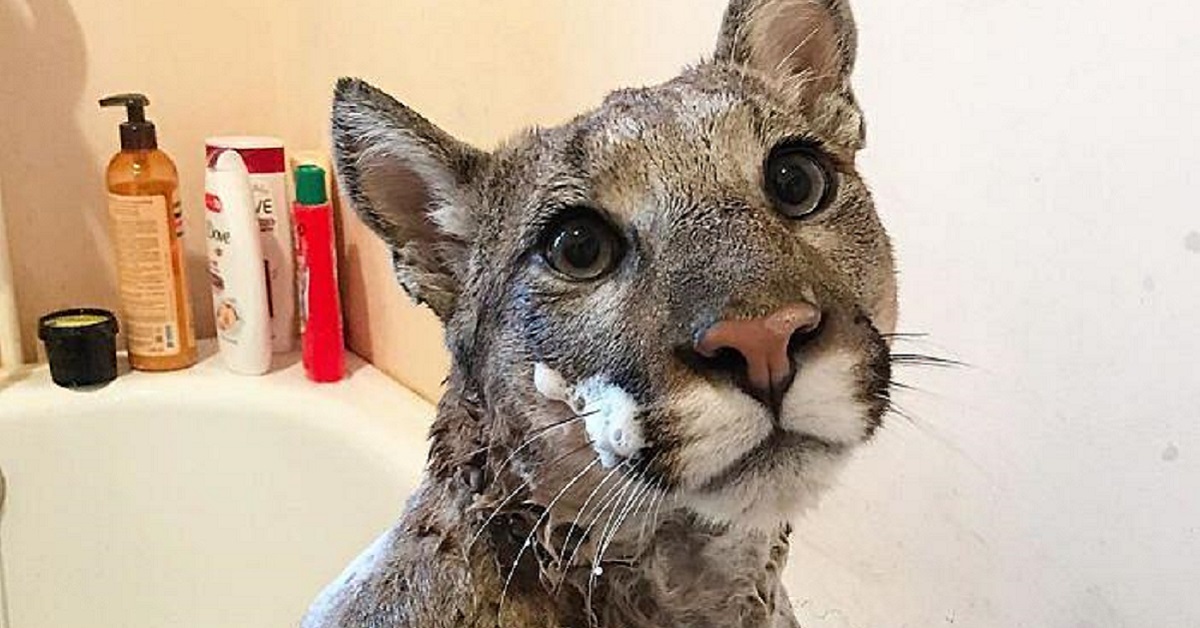 Puma diventa un enorme gatto domestico: curato e adottato