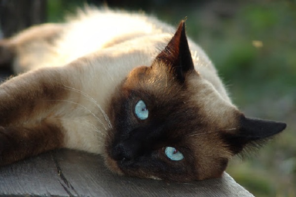 gatto siamese